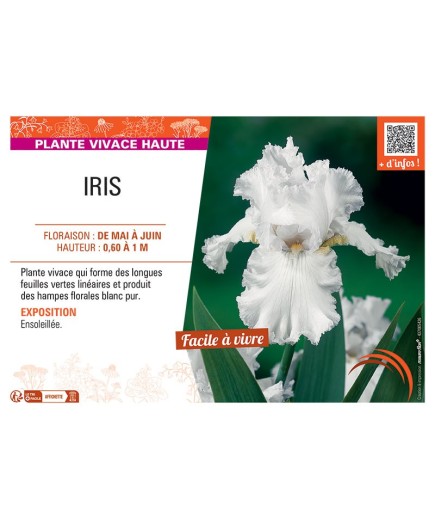IRIS (blanc)