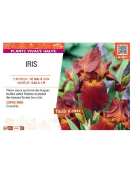 IRIS (brun clair)