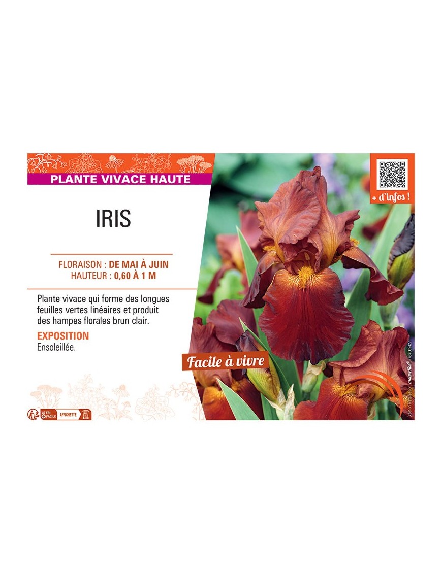 IRIS (brun clair)