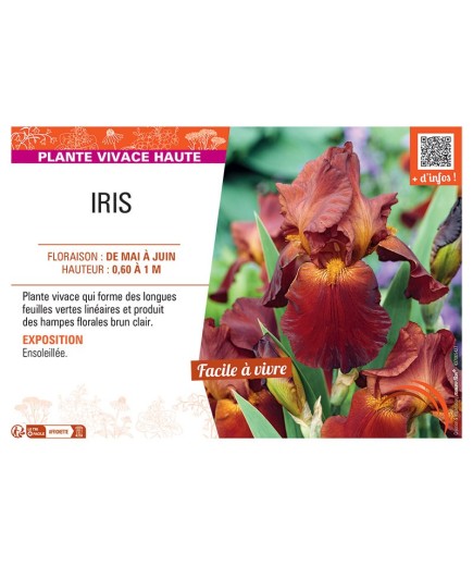 IRIS (brun clair)