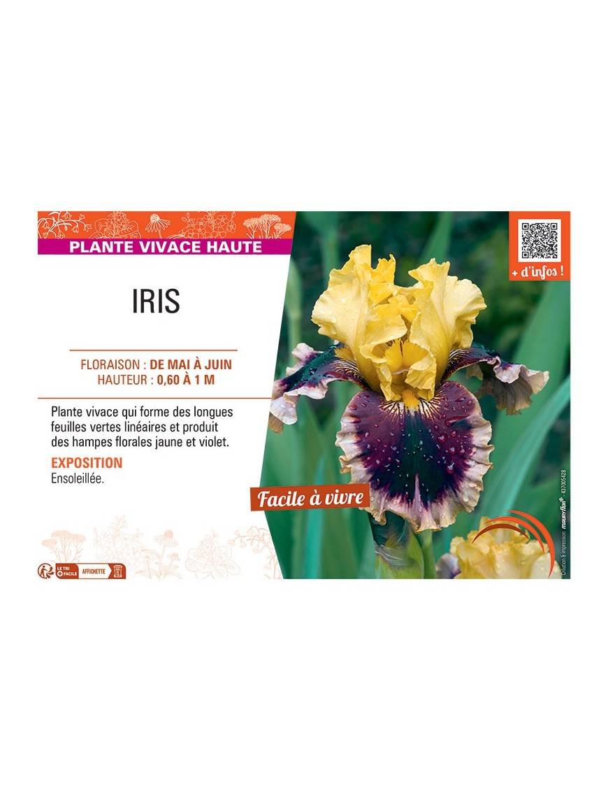 IRIS (jaune et violet)
