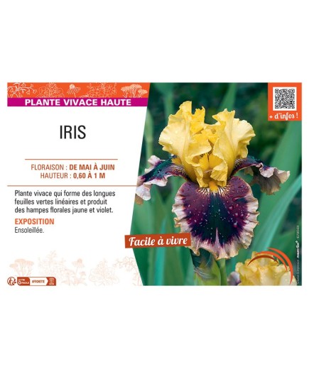 IRIS (jaune et violet)