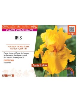 IRIS (jaune)