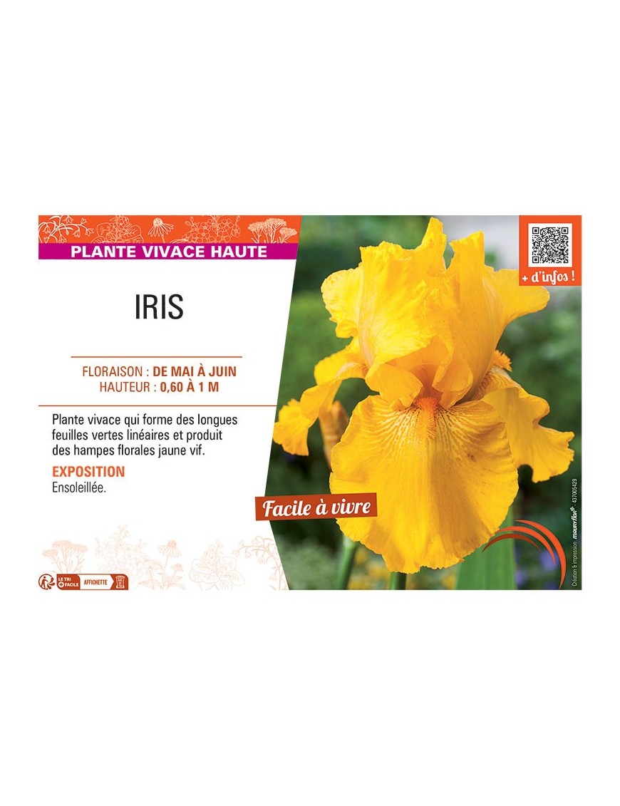 IRIS (jaune)