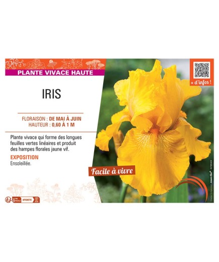 IRIS (jaune)