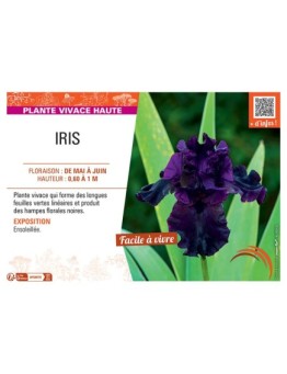 IRIS (noir)
