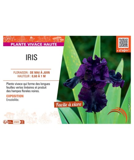 IRIS (noir)