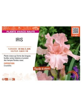 IRIS (rose)