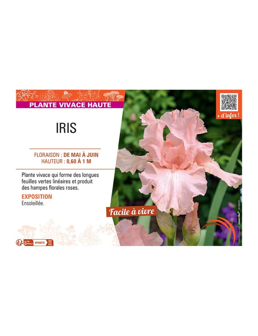 IRIS (rose)