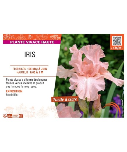 IRIS (rose)