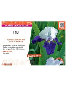 IRIS (violet et blanc)