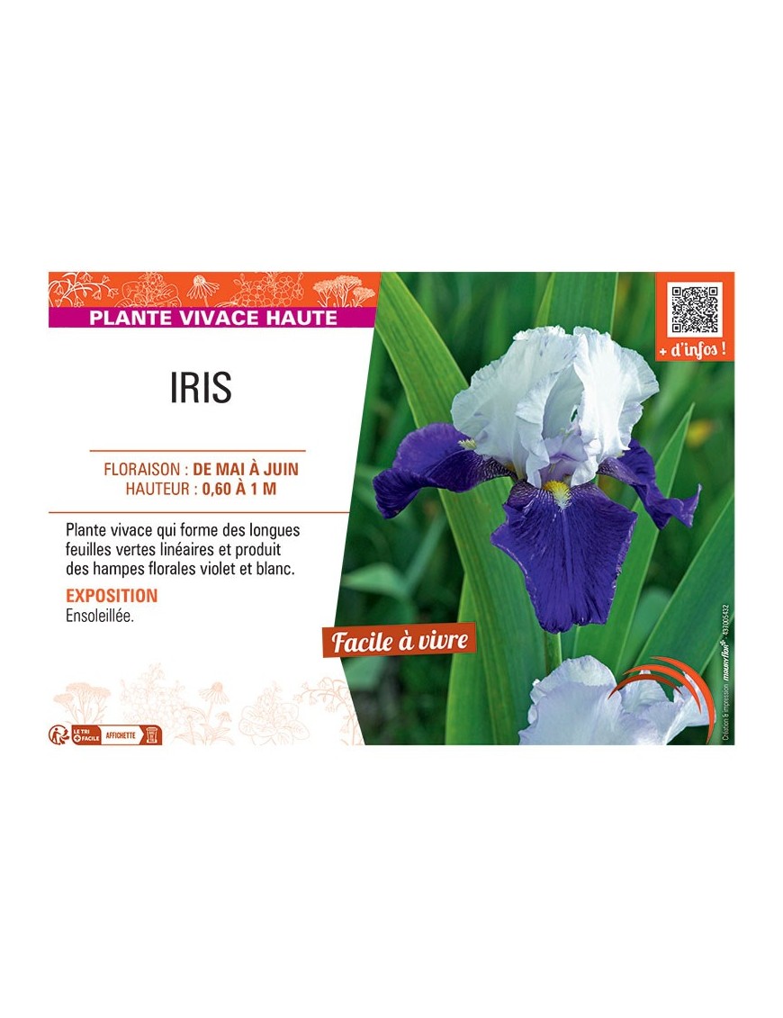 IRIS (violet et blanc)