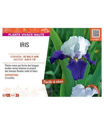 IRIS (violet et blanc)