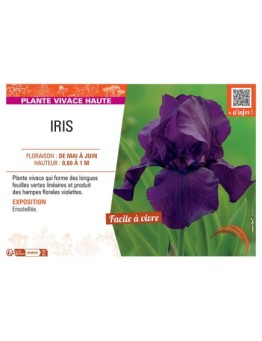 IRIS (violet)