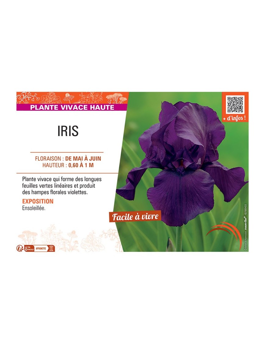 IRIS (violet)