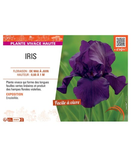 IRIS (violet)