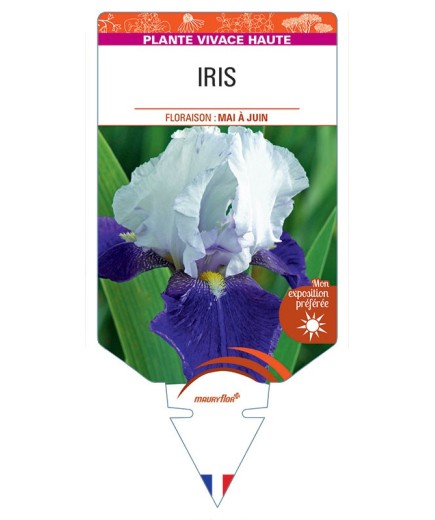IRIS (germanica violet et blanc)