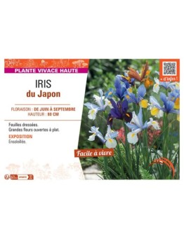 IRIS DU JAPON (varié)