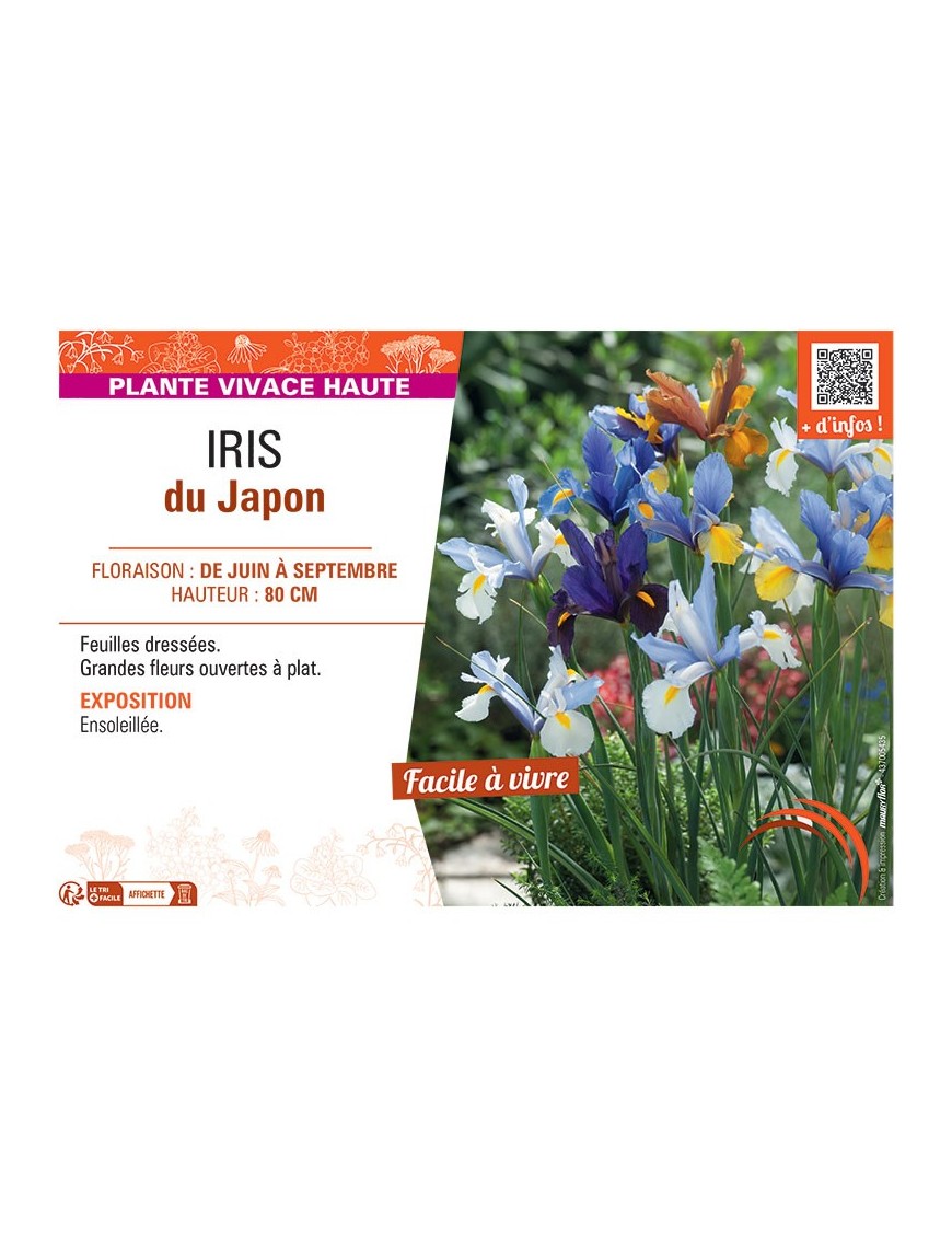 IRIS DU JAPON (varié)