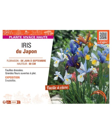 IRIS DU JAPON (varié)