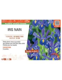 IRIS NAIN (bleu-violet)