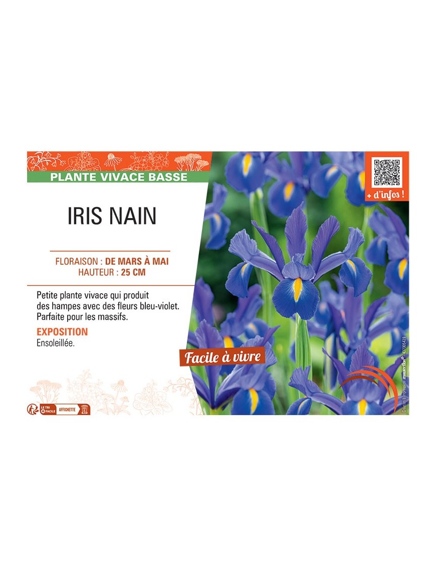 IRIS NAIN (bleu-violet)