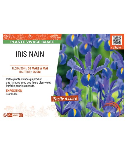 IRIS NAIN (bleu-violet)