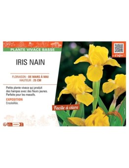 IRIS NAIN (jaune)