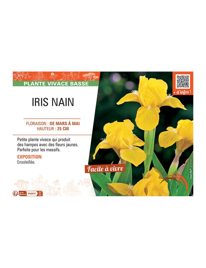 IRIS NAIN (jaune)