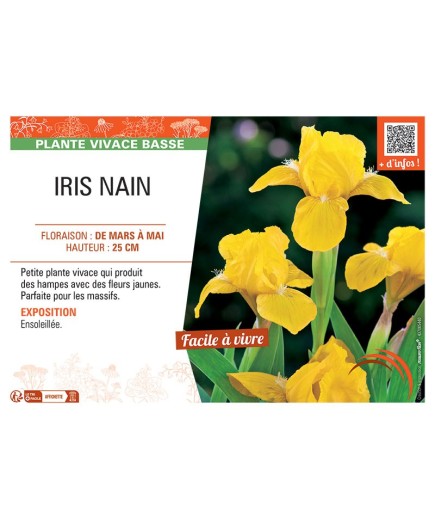 IRIS NAIN (jaune)