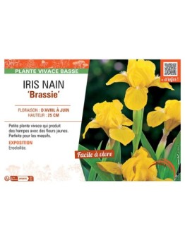 IRIS NAIN BRASSIE