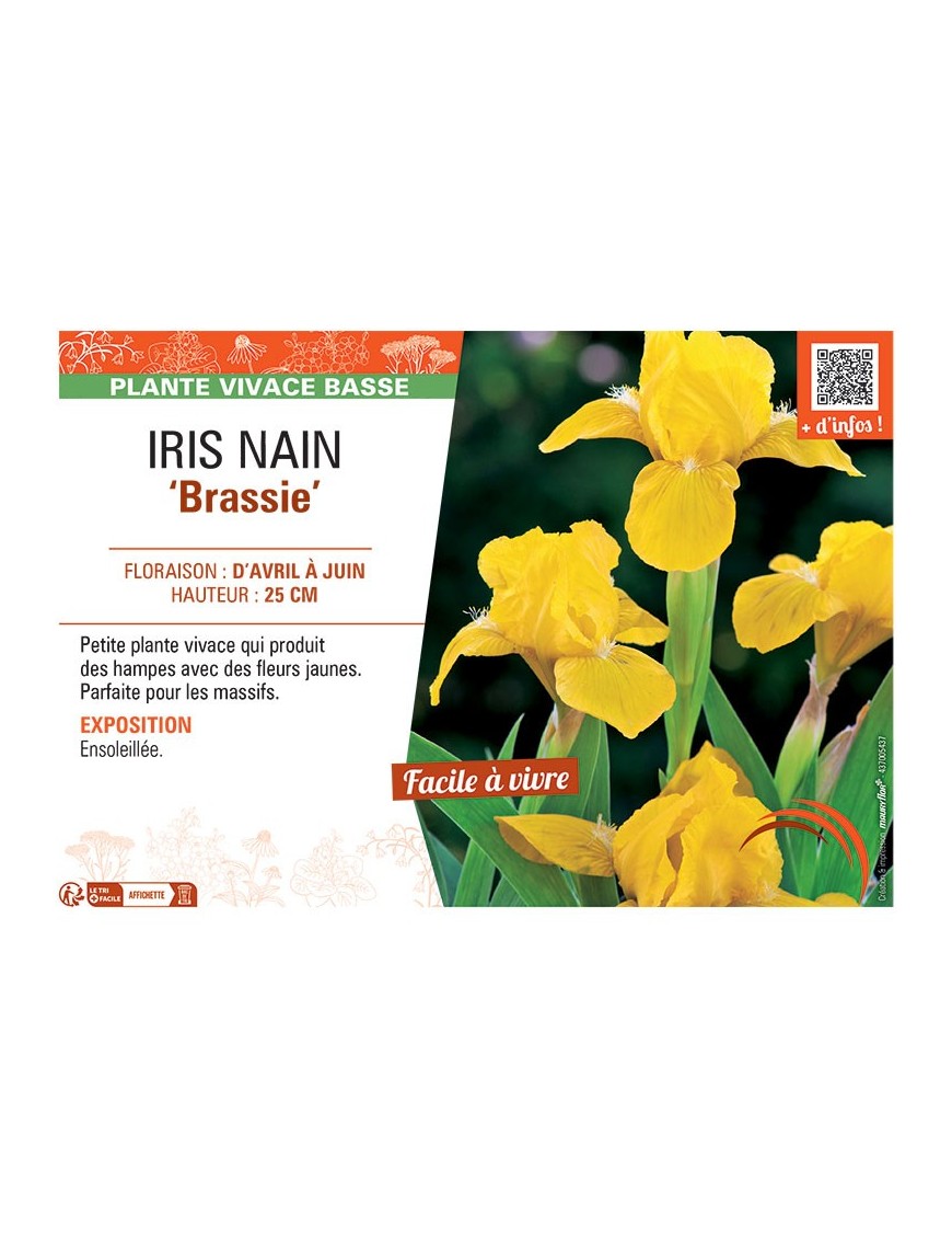IRIS NAIN BRASSIE