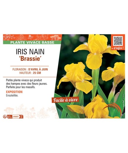 IRIS NAIN BRASSIE