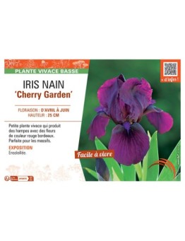IRIS NAIN CHERRY GARDEN