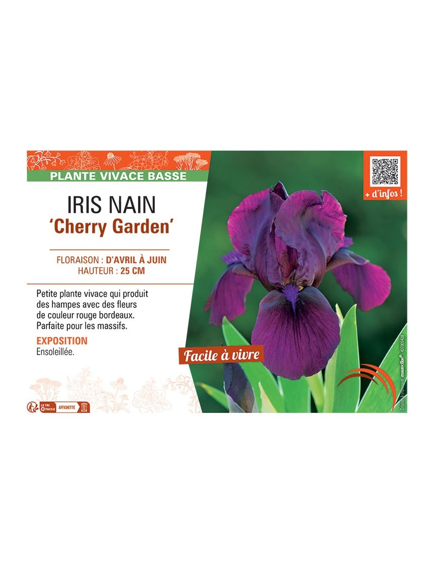 IRIS NAIN CHERRY GARDEN