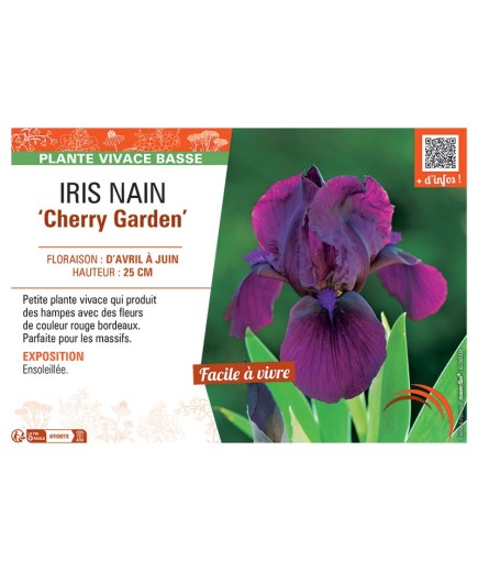 IRIS NAIN CHERRY GARDEN