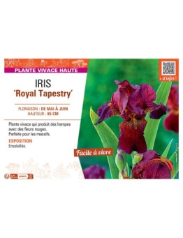 IRIS ROYAL TAPESTRY