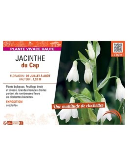 JACINTHE DU CAP