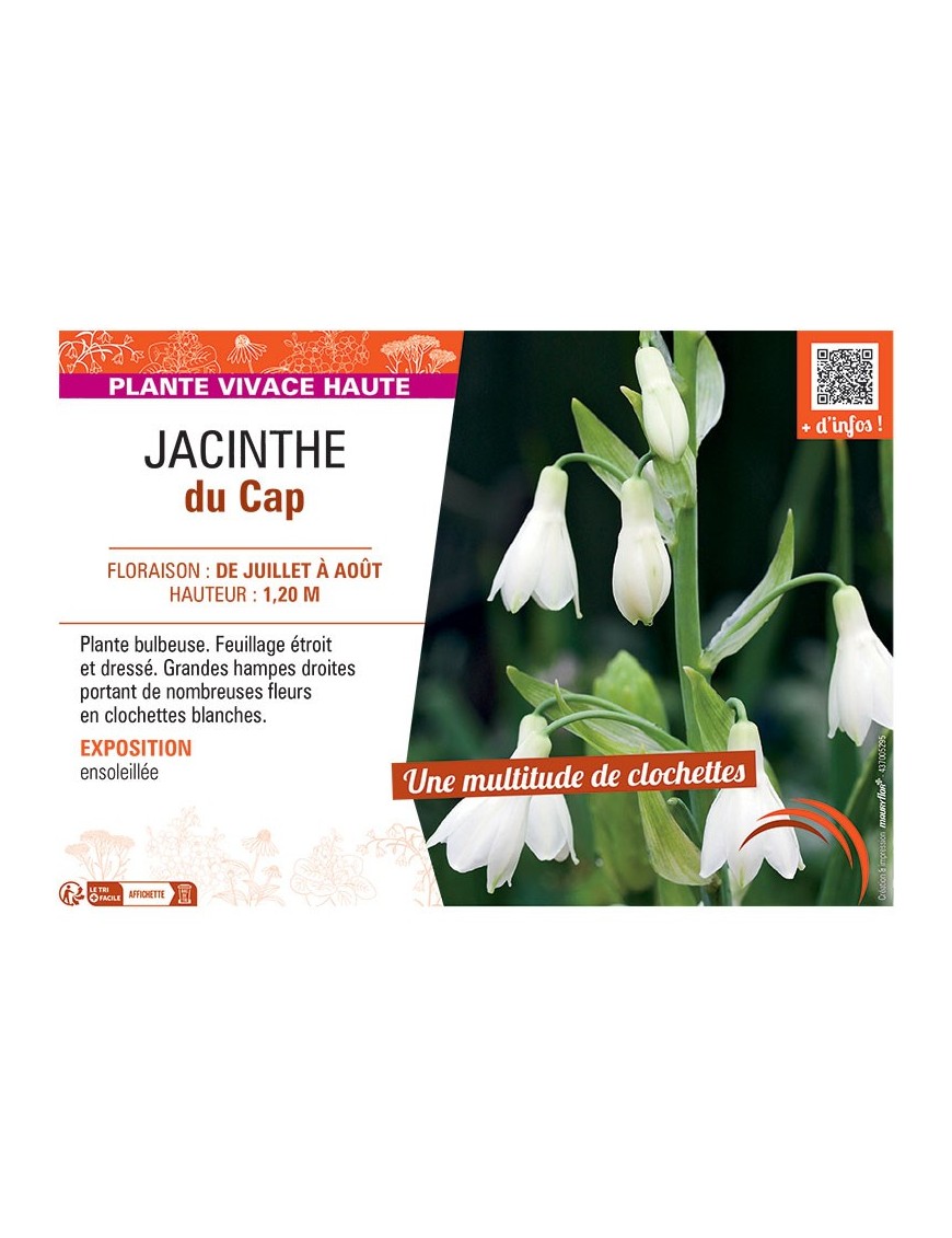 JACINTHE DU CAP