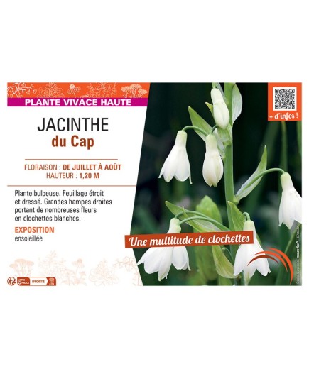 JACINTHE DU CAP