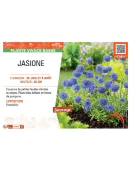 JASIONE