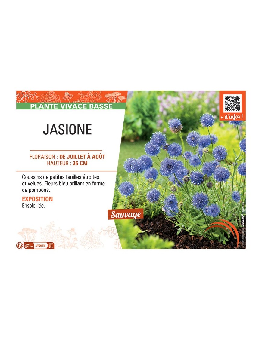 JASIONE