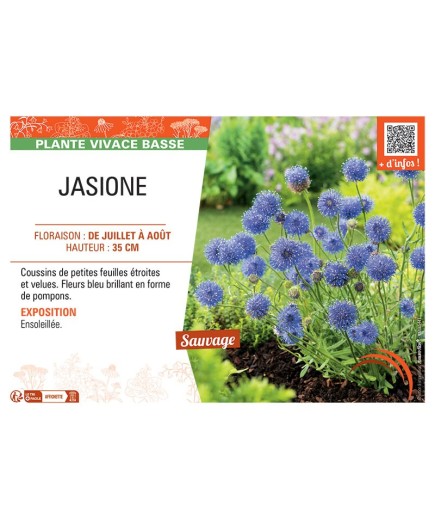 JASIONE