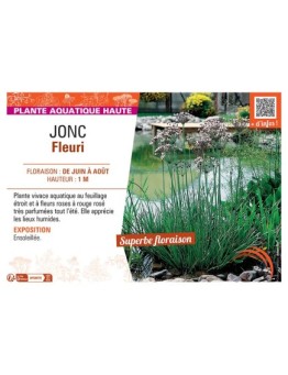JONC FLEURI