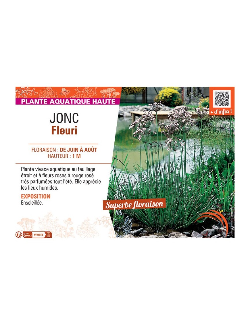 JONC FLEURI