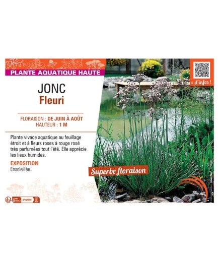 JONC FLEURI