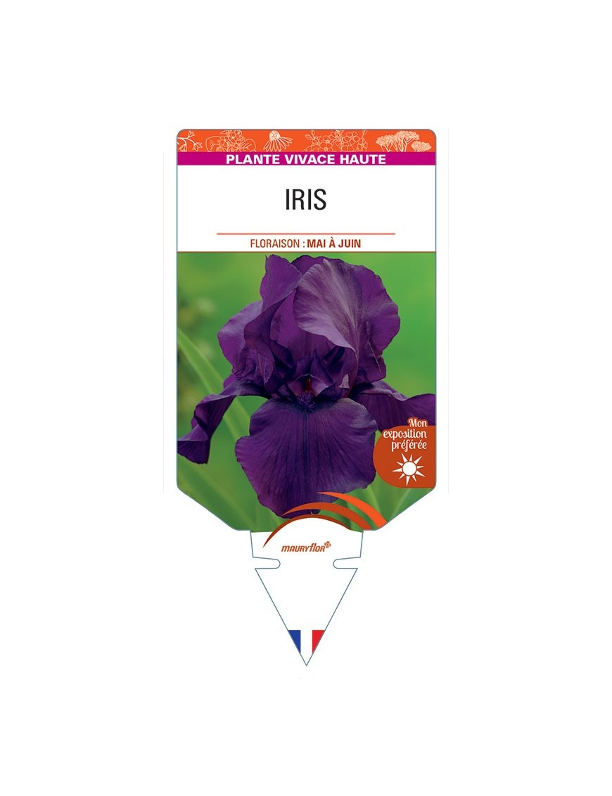 IRIS (germanica violet)