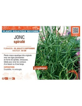 JONC SPIRALE