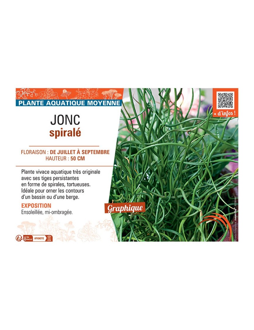 JONC SPIRALE