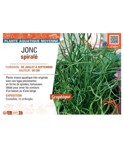 JONC SPIRALE